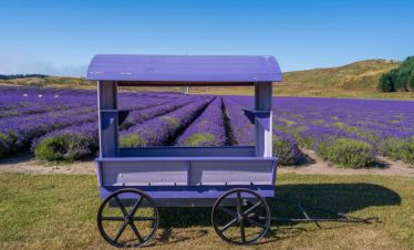 lavender farm