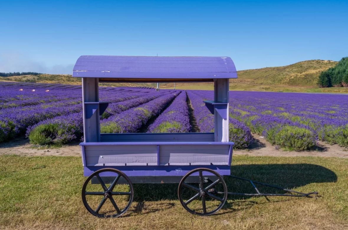 lavender farm